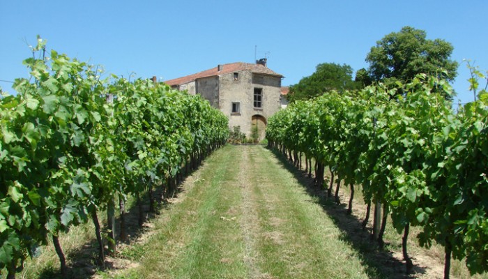Château d’Argadens mature vines