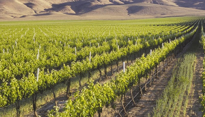 Desert Wind Winery Landscape