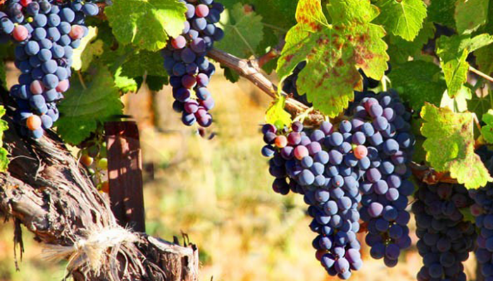 winery-image