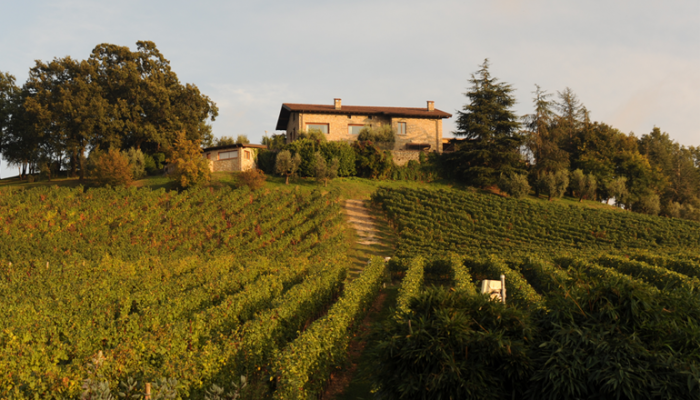 Ronco vineyard