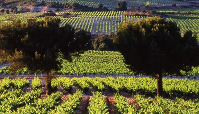 mejan-taulier-vineyards