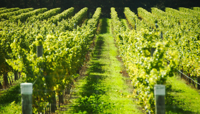 vineyard-fields-france