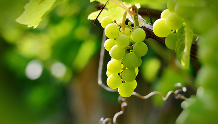 grapes-2673874_960_720