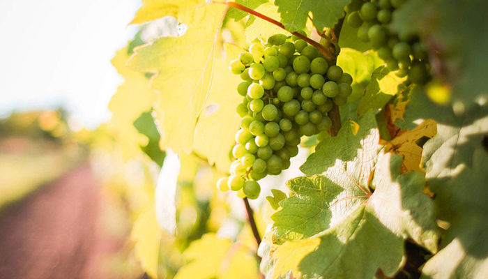 white-grapes-grapevine-in-a-vineyard_free_stock_photos_picjumbo_IMG_9141-1570x1047