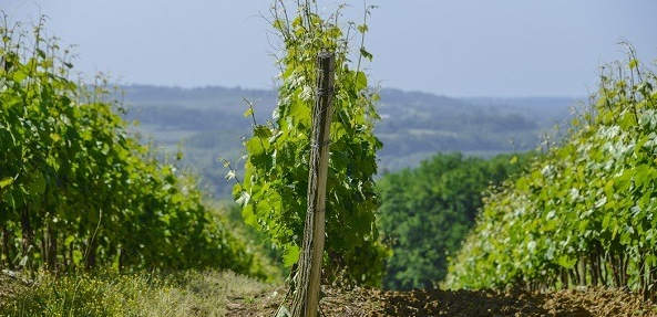 Pellehaut-Vines