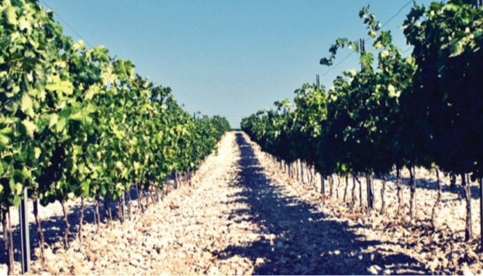Barone-Montalto-Vineyard-Vines