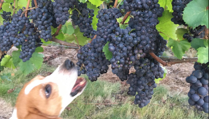 Freja-Grapes-Dog